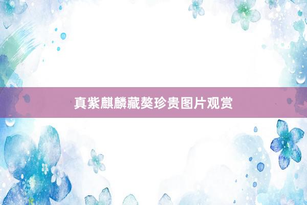 真紫麒麟藏獒珍贵图片观赏